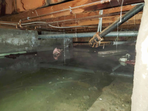 Best Flood restoration services  in Burgin, KY