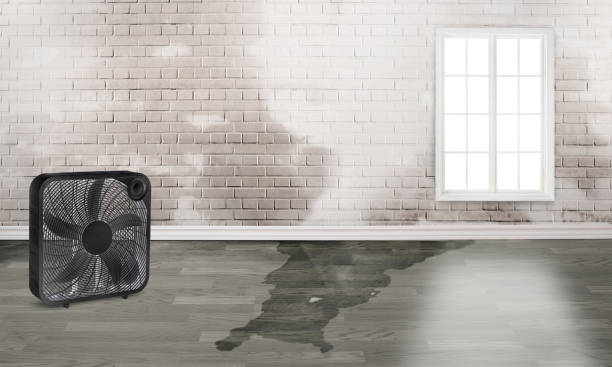 Best Water damage restoration near me  in Burgin, KY
